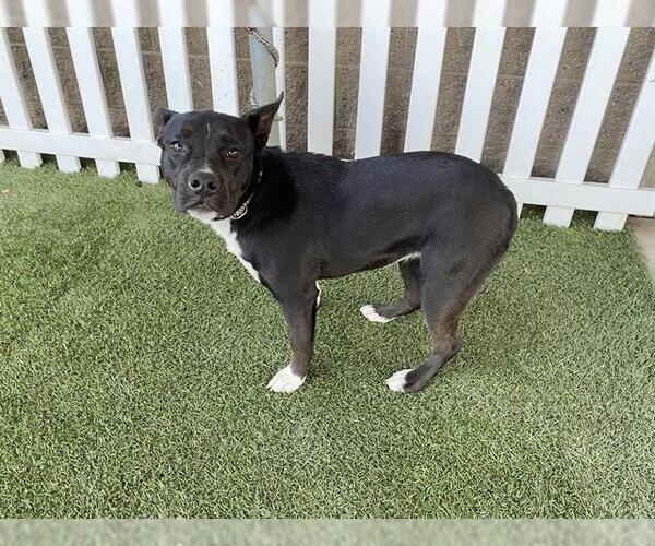 Medium Photo #1 Staffordshire Bull Terrier-Unknown Mix Puppy For Sale in Modesto, CA, USA