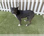Small Staffordshire Bull Terrier Mix
