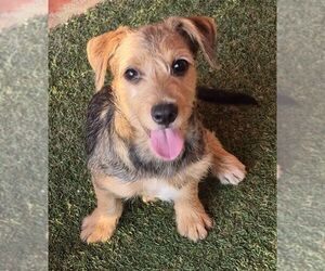 Kennedy - Male Mutt Dog for Adoption - Photo #2