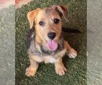 Small Photo #2 Mutt Puppy For Sale in Carrollton, TX, USA