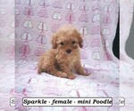 Image preview for Ad Listing. Nickname: Sparkle