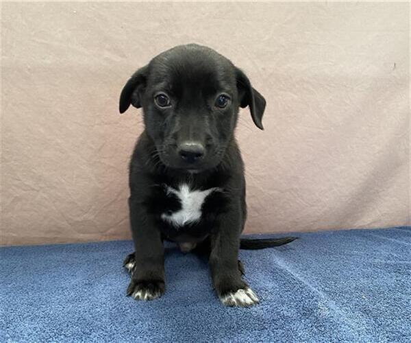 Medium Photo #1 German Shepherd Dog-Unknown Mix Puppy For Sale in Stockton, CA, USA