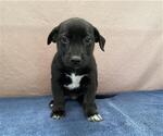 Small German Shepherd Dog Mix