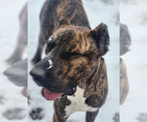 Stanley - Male Mutt Dog for Adoption - Photo #7