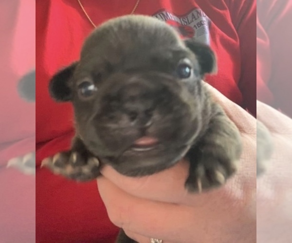 Medium Photo #2 French Bulldog Puppy For Sale in PALM BAY, FL, USA