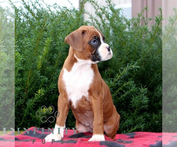 Medium Photo #3 Boxer Puppy For Sale in QUARRYVILLE, PA, USA