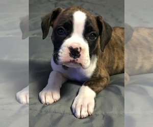 Boxer Puppy for sale in MILTON, FL, USA