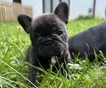 Puppy 5 French Bulldog