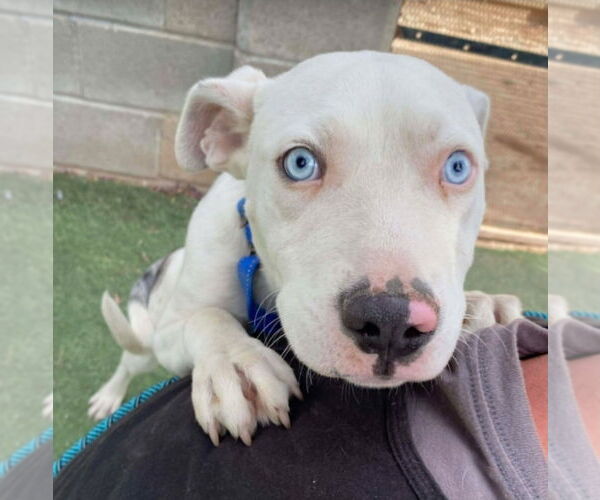 Medium Photo #4 Catahoula Leopard Dog-Unknown Mix Puppy For Sale in Lakewood, CO, USA