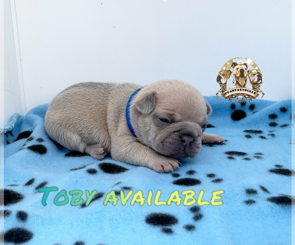 Full screen Photo #10 French Bulldog Puppy For Sale in LEHIGH ACRES, FL, USA