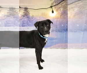 Todd - Male Labrador Retriever-Unknown Mix Dog for Adoption - Photo #5