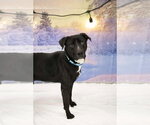 Small #4 Labrador Retriever Mix