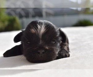 Shih Tzu Puppy for sale in PALM COAST, FL, USA