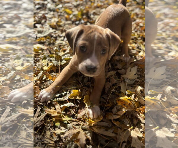 Medium Photo #3 Boxador Puppy For Sale in Canal Winchester, OH, USA