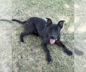 Bugs - Male Labrador Retriever-Unknown Mix Dog for Adoption - Photo #2