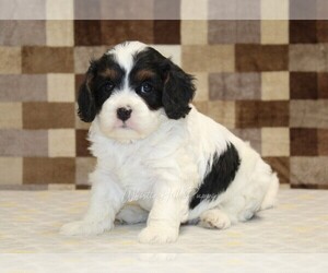 Cavapoo Puppy for sale in DENVER, PA, USA