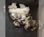 Small Photo #4 Dachshund Puppy For Sale in TULSA, OK, USA
