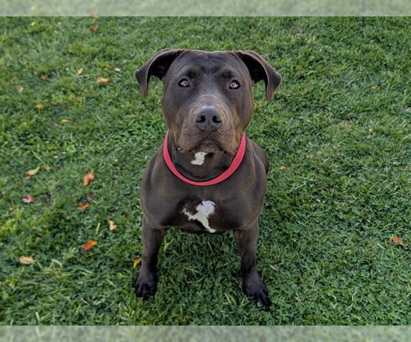 Medium Photo #1 Mutt Puppy For Sale in San Clemente, CA, USA