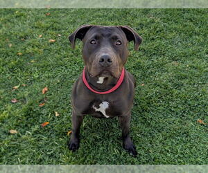 Mutt Dogs for adoption in San Clemente, CA, USA