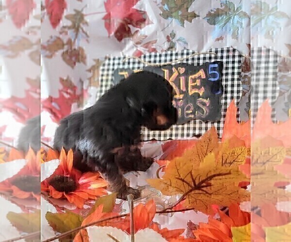 Medium Photo #64 Yorkshire Terrier Puppy For Sale in AKRON, OH, USA