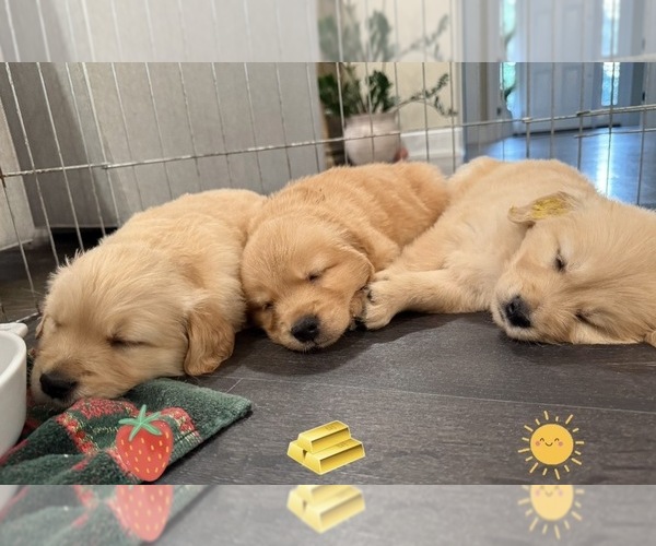 Medium Photo #11 Golden Retriever Puppy For Sale in EXTON, PA, USA