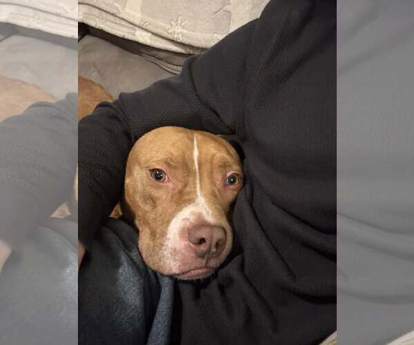 Medium Photo #2 Mutt Puppy For Sale in Uwchlan, PA, USA