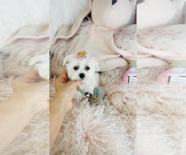 Medium Photo #16 Maltese Puppy For Sale in JACKSONVILLE, FL, USA