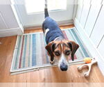 Small #25 Beagle