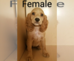 Small Photo #10 Cocker Spaniel Puppy For Sale in SAN DIEGO, CA, USA