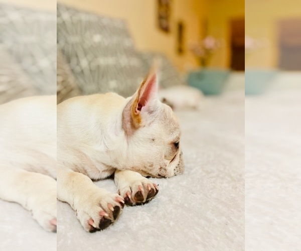 Medium Photo #14 French Bulldog Puppy For Sale in CLEARWATER, FL, USA