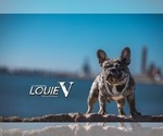 Small Photo #1 French Bulldog Puppy For Sale in LEAGUE CITY, TX, USA