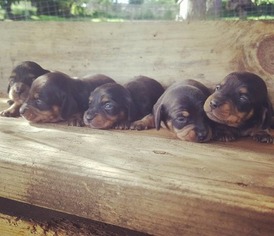 Dachshund Puppy for sale in EUGENE, OR, USA