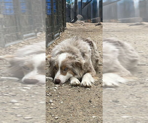 Medium Photo #4 Australian Shepherd Puppy For Sale in Foristell, MO, USA