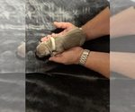 Litter of 8 - Male(s) and Female(s) Labrador RetrieverLitter of Puppies for Sale - Photo #4