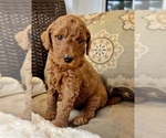 Small Photo #2 Goldendoodle Puppy For Sale in LA FAYETTE, GA, USA