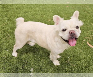 French Bulldog Dogs for adoption in Mission Viejo, CA, USA