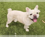 Small French Bulldog