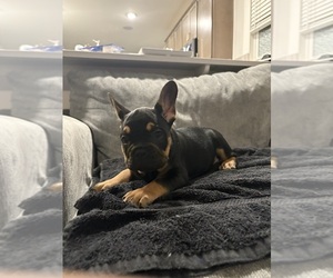 French Bulldog Puppy for sale in HERMITAGE, TN, USA