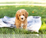 Small Photo #9 Poodle (Miniature) Puppy For Sale in SHIPSHEWANA, IN, USA