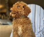 Small Photo #8 Goldendoodle (Miniature) Puppy For Sale in SAN FERNANDO, CA, USA