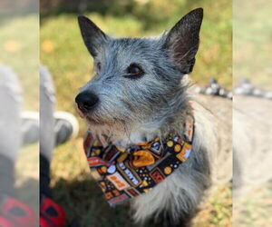 Mutt Dogs for adoption in Warrenton, VA, USA