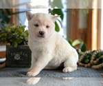 Puppy Muffin Shiba Inu