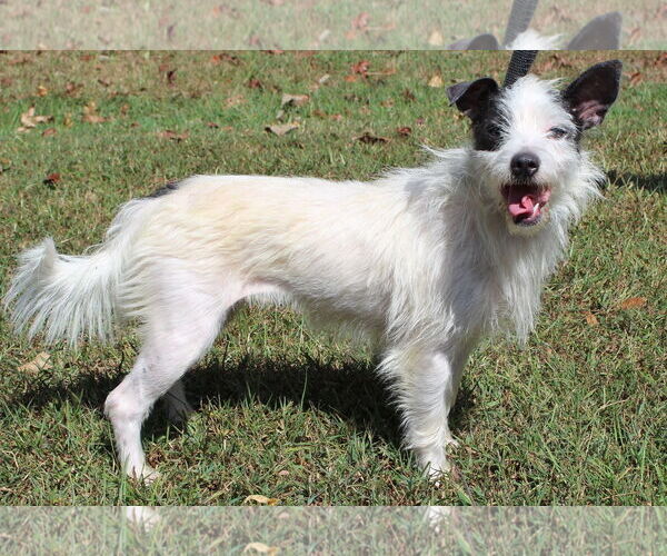 Medium Photo #1 Mutt Puppy For Sale in Prattville, AL, USA