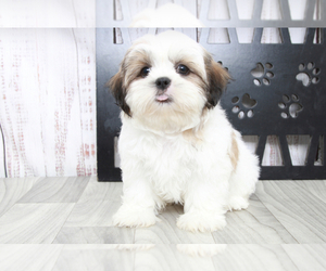 Shih Tzu Puppy for sale in MARIETTA, GA, USA