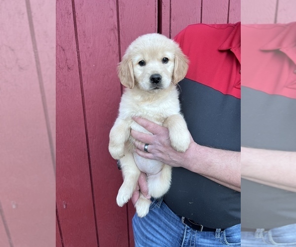 Medium Photo #2 Golden Retriever Puppy For Sale in SCIO, OR, USA