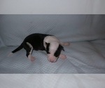 Small Photo #6 Border Collie Puppy For Sale in AIKEN, SC, USA