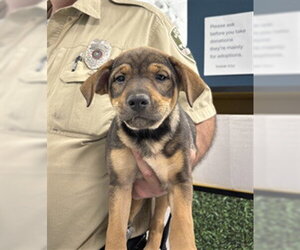 Beagle-German Shepherd Dog Mix Dogs for adoption in Temple, TX, USA