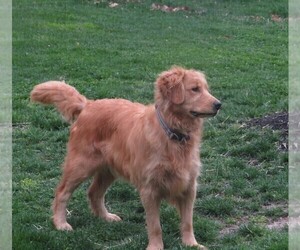 Mother of the Golden Retriever puppies born on 05/30/2025