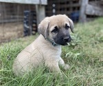 Small Photo #2 Anatolian Shepherd Puppy For Sale in ROBSTOWN, TX, USA