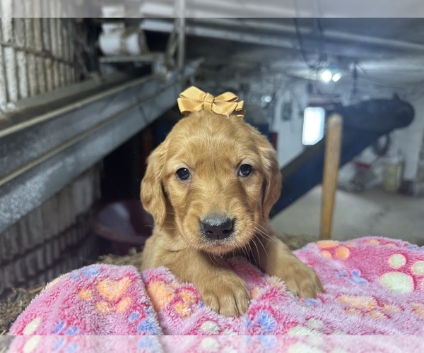 Medium Photo #1 Golden Retriever Puppy For Sale in WITHEE, WI, USA